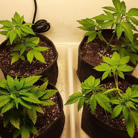 Pineapples growlog timeline photo