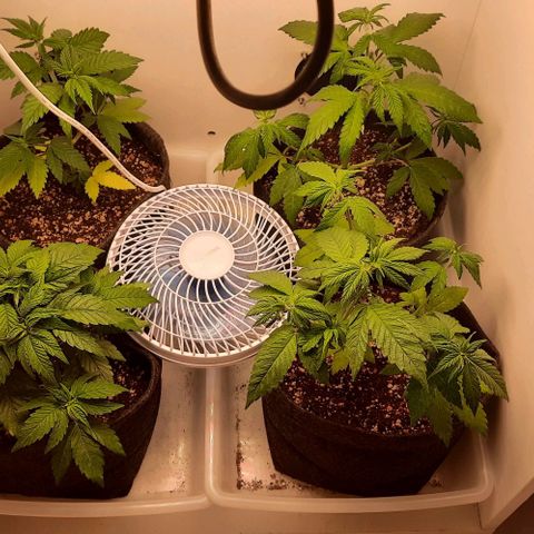 Pineapples growlog timeline photo