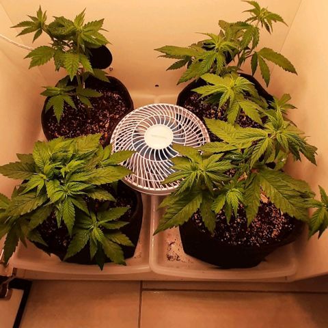 Pineapples growlog timeline photo