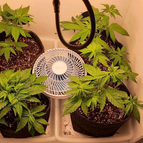 Pineapples growlog timeline photo