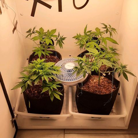Pineapples growlog timeline photo