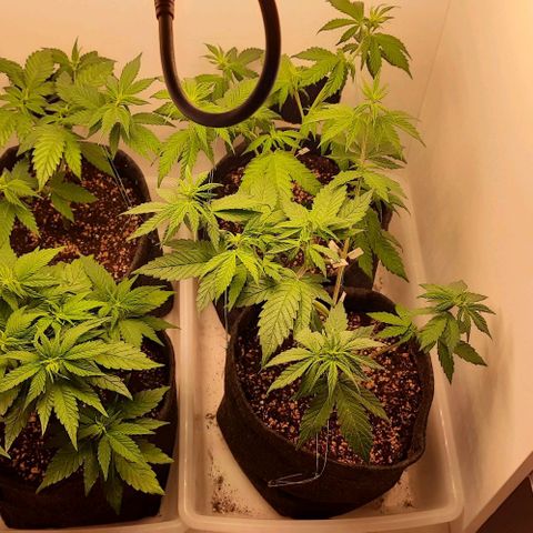 Pineapples growlog timeline photo