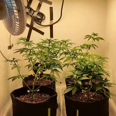 Pineapples growlog timeline photo