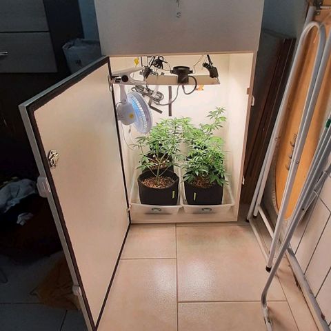 Pineapples growlog timeline photo