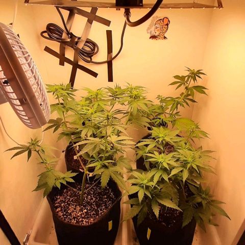 Pineapples growlog timeline photo