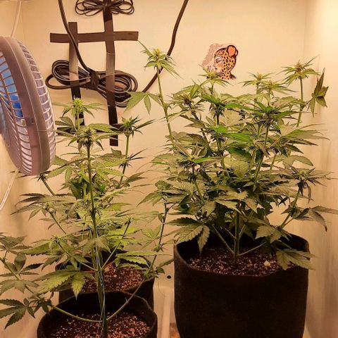 Pineapples growlog timeline photo