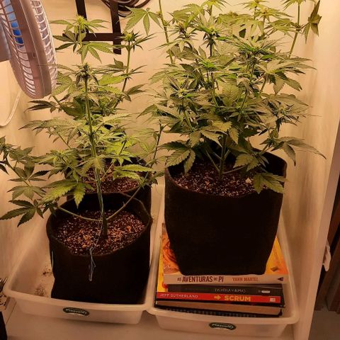 Pineapples growlog timeline photo