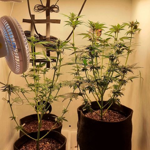Pineapples growlog timeline photo