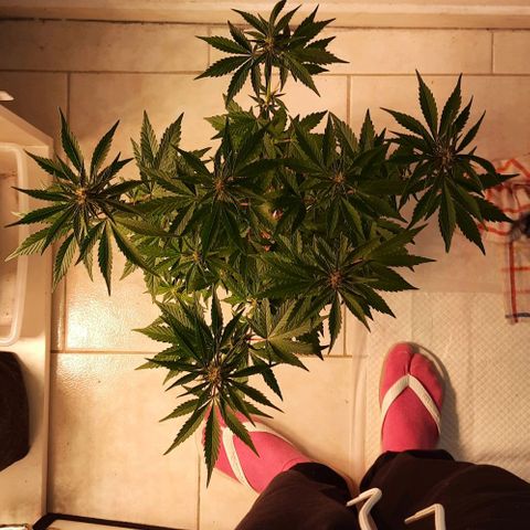 Pineapples growlog timeline photo