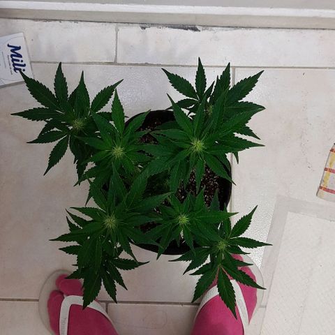 Pineapples growlog timeline photo