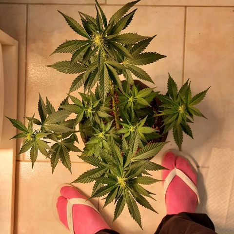 Pineapples growlog timeline photo