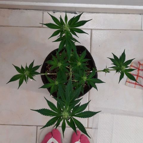 Pineapples growlog timeline photo