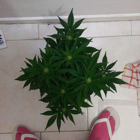 Pineapples growlog timeline photo