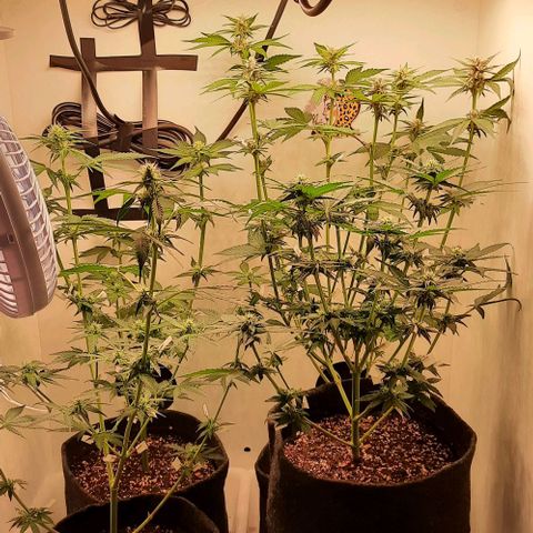 Pineapples growlog timeline photo