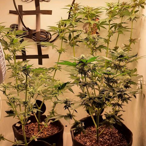 Pineapples growlog timeline photo