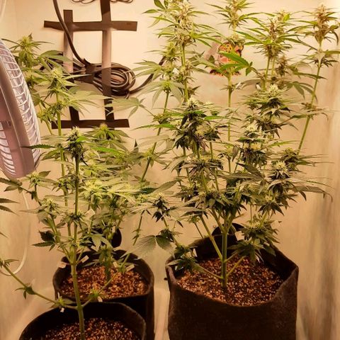 Pineapples growlog timeline photo