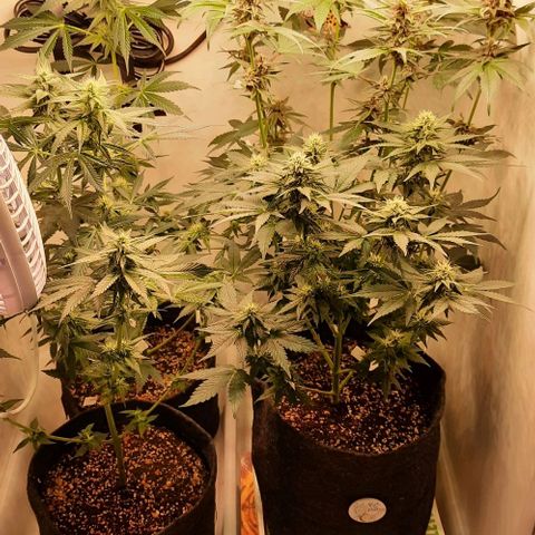 Pineapples growlog timeline photo
