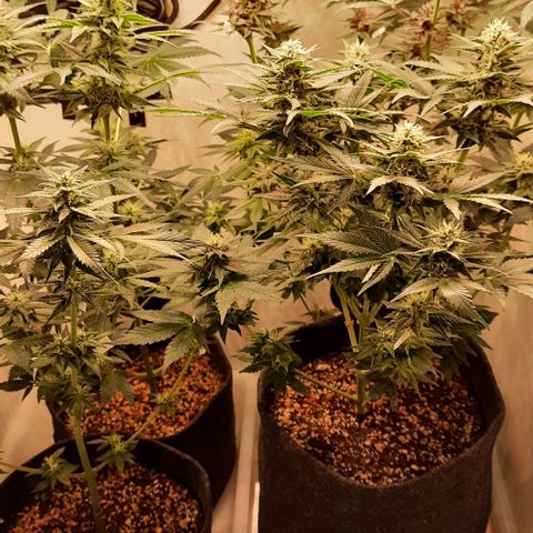 Pineapples growlog timeline photo