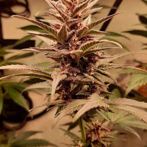 Pineapples growlog timeline photo