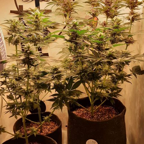 Pineapples growlog timeline photo