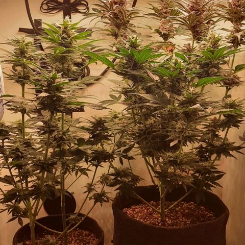 Pineapples growlog timeline photo