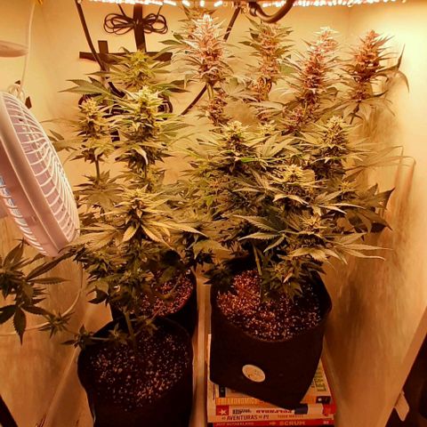 Pineapples growlog timeline photo