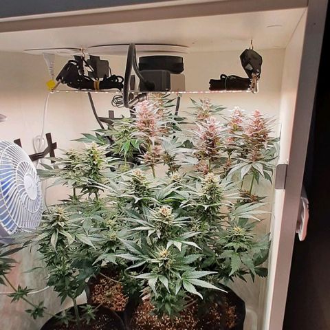 Pineapples growlog timeline photo