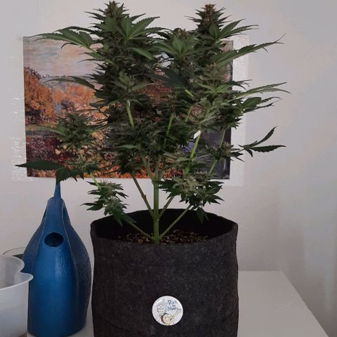 Pineapples growlog timeline photo