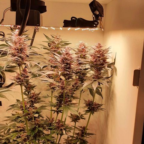 Pineapples growlog timeline photo