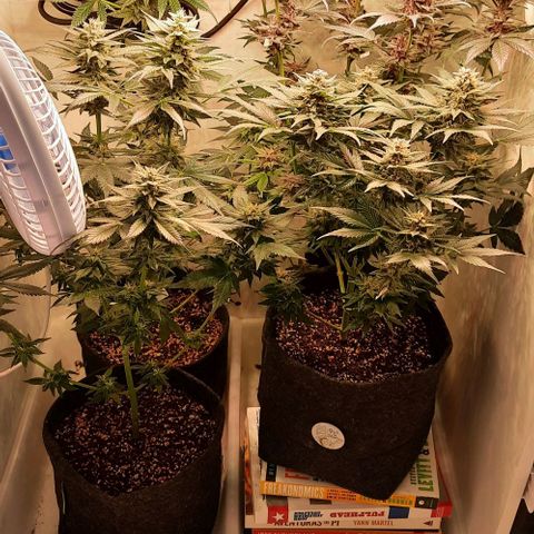 Pineapples growlog timeline photo