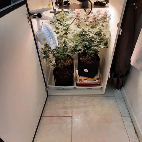 Pineapples growlog timeline photo