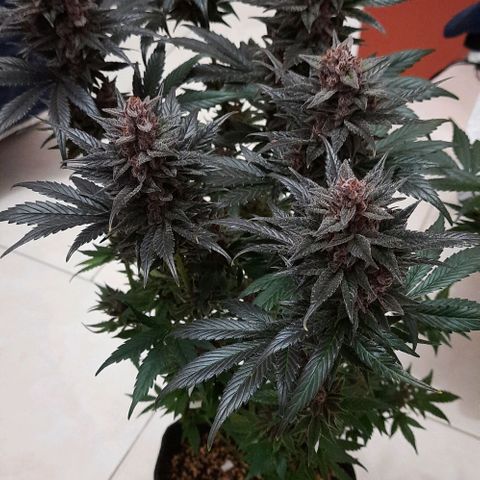 Pineapples growlog timeline photo