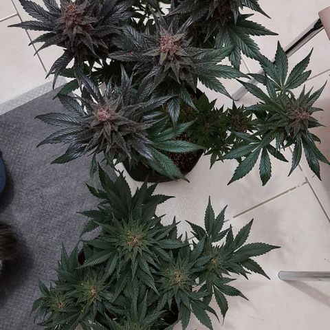 Pineapples growlog timeline photo