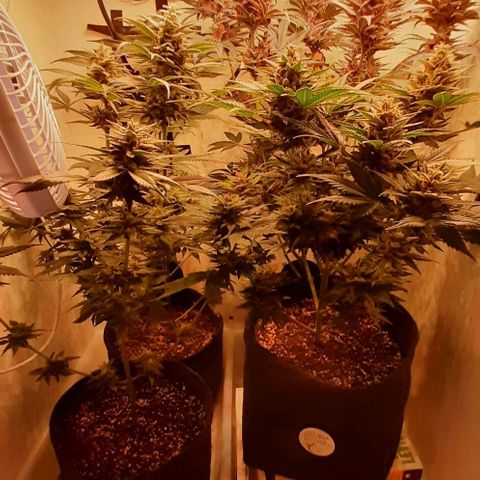 Pineapples growlog timeline photo
