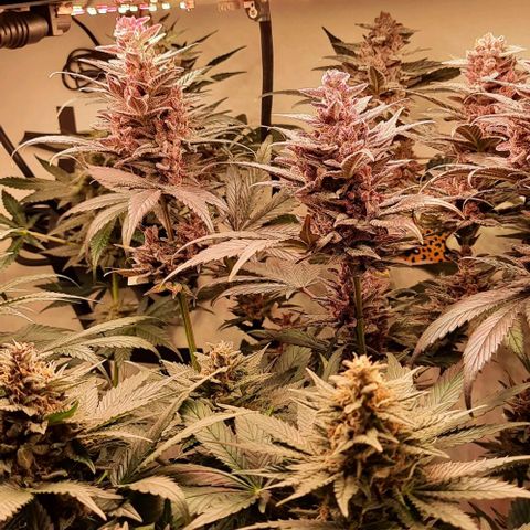 Pineapples growlog timeline photo