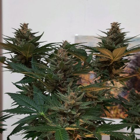 Pineapples growlog timeline photo
