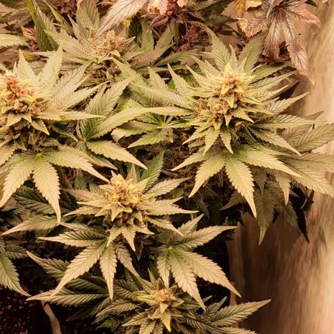 Pineapples growlog timeline photo