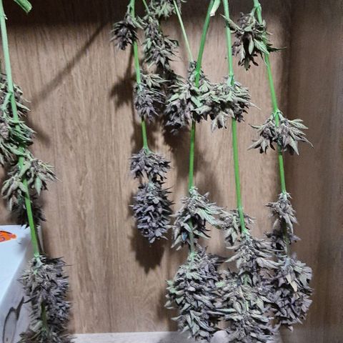 Pineapples growlog timeline photo