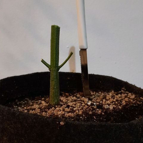 Pineapples growlog timeline photo