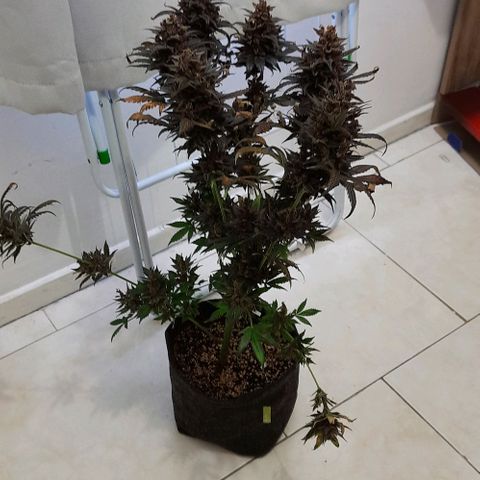 Pineapples growlog timeline photo