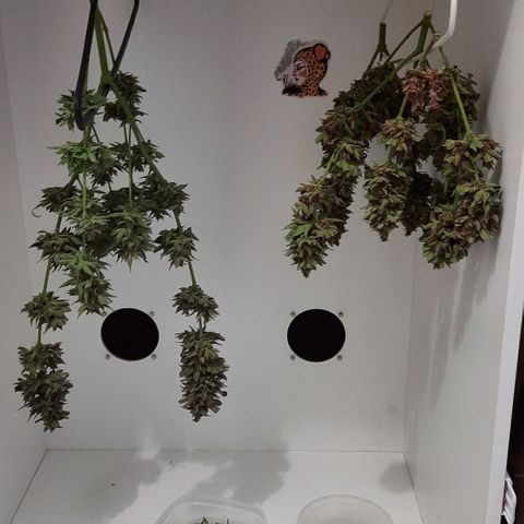Pineapples growlog timeline photo
