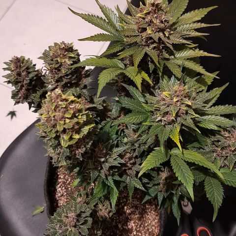 Pineapples growlog timeline photo