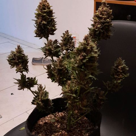 Pineapples growlog timeline photo