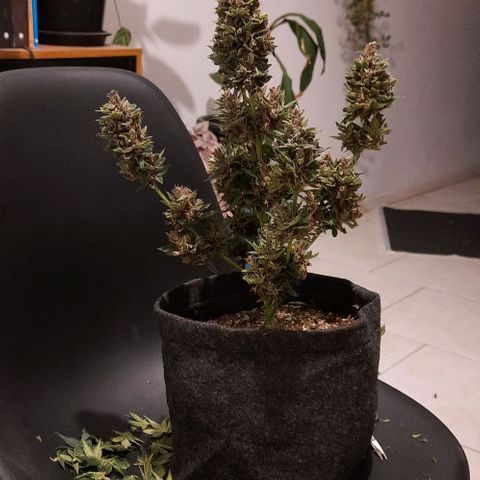 Pineapples growlog timeline photo