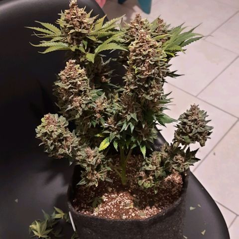 Pineapples growlog timeline photo