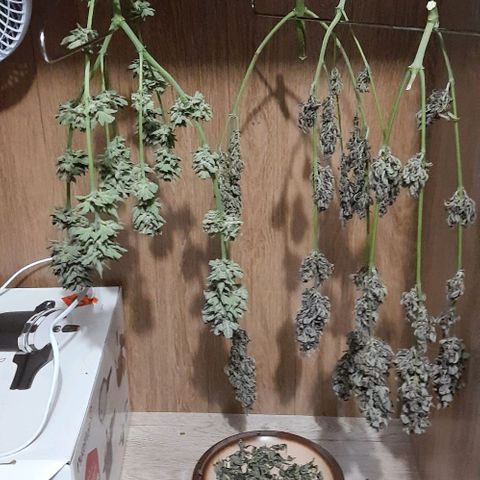 Pineapples growlog timeline photo