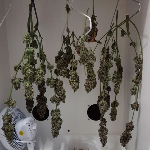 Pineapples growlog timeline photo