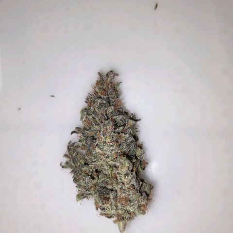 Pineapples growlog timeline photo