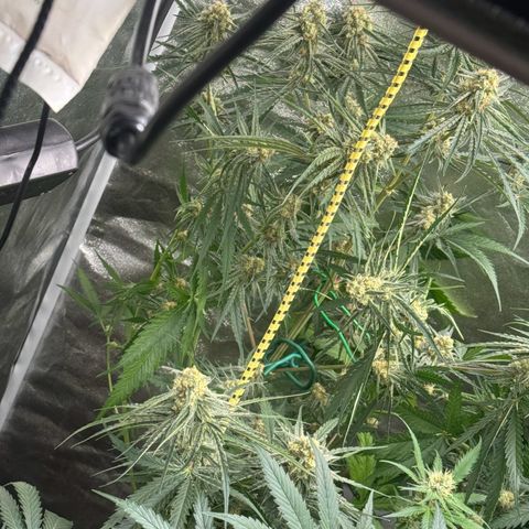 Special Kush #1 growlog timeline photo