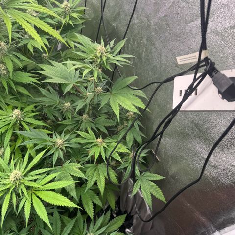 Special Kush #1 growlog timeline photo